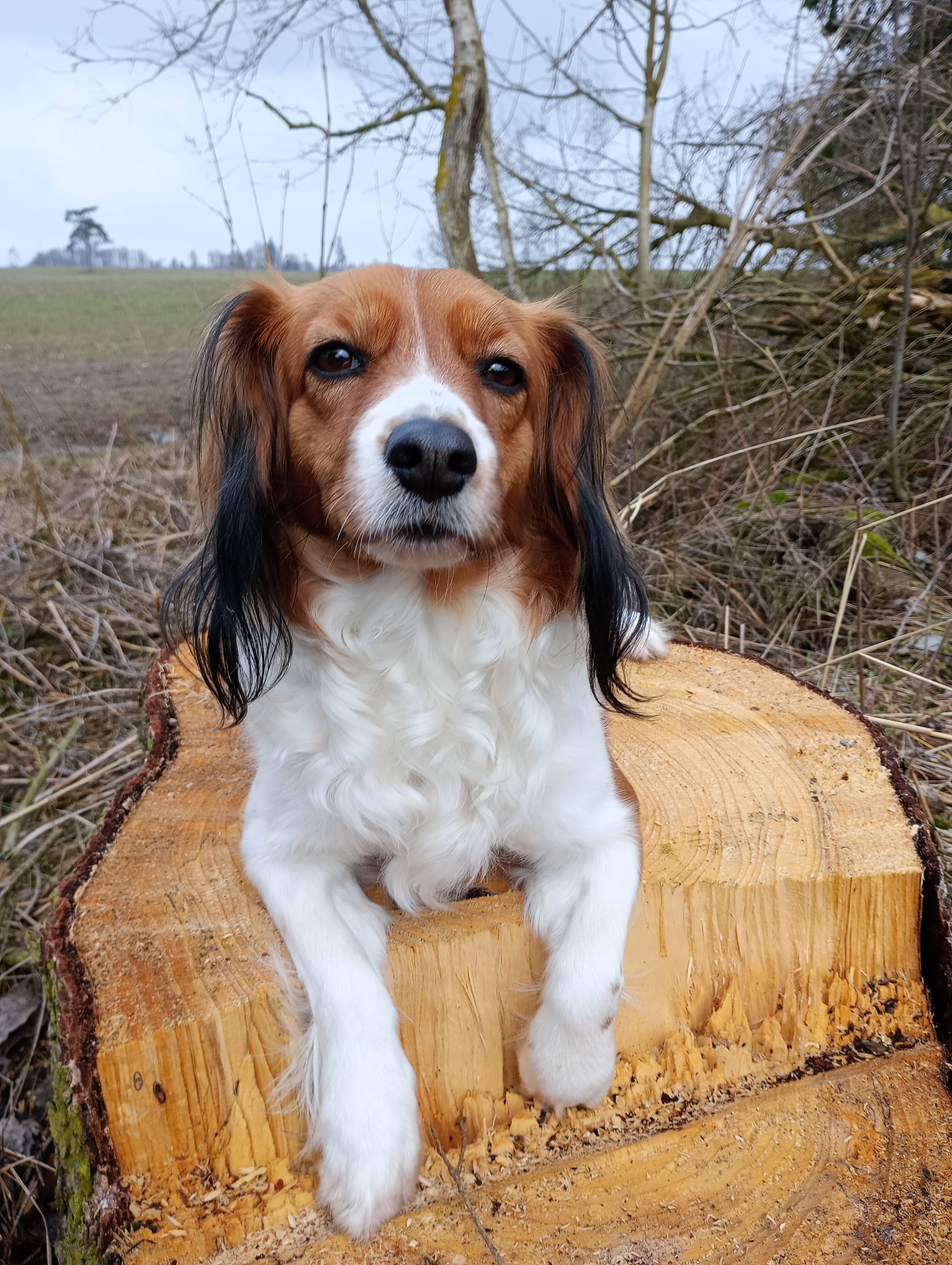Heidi