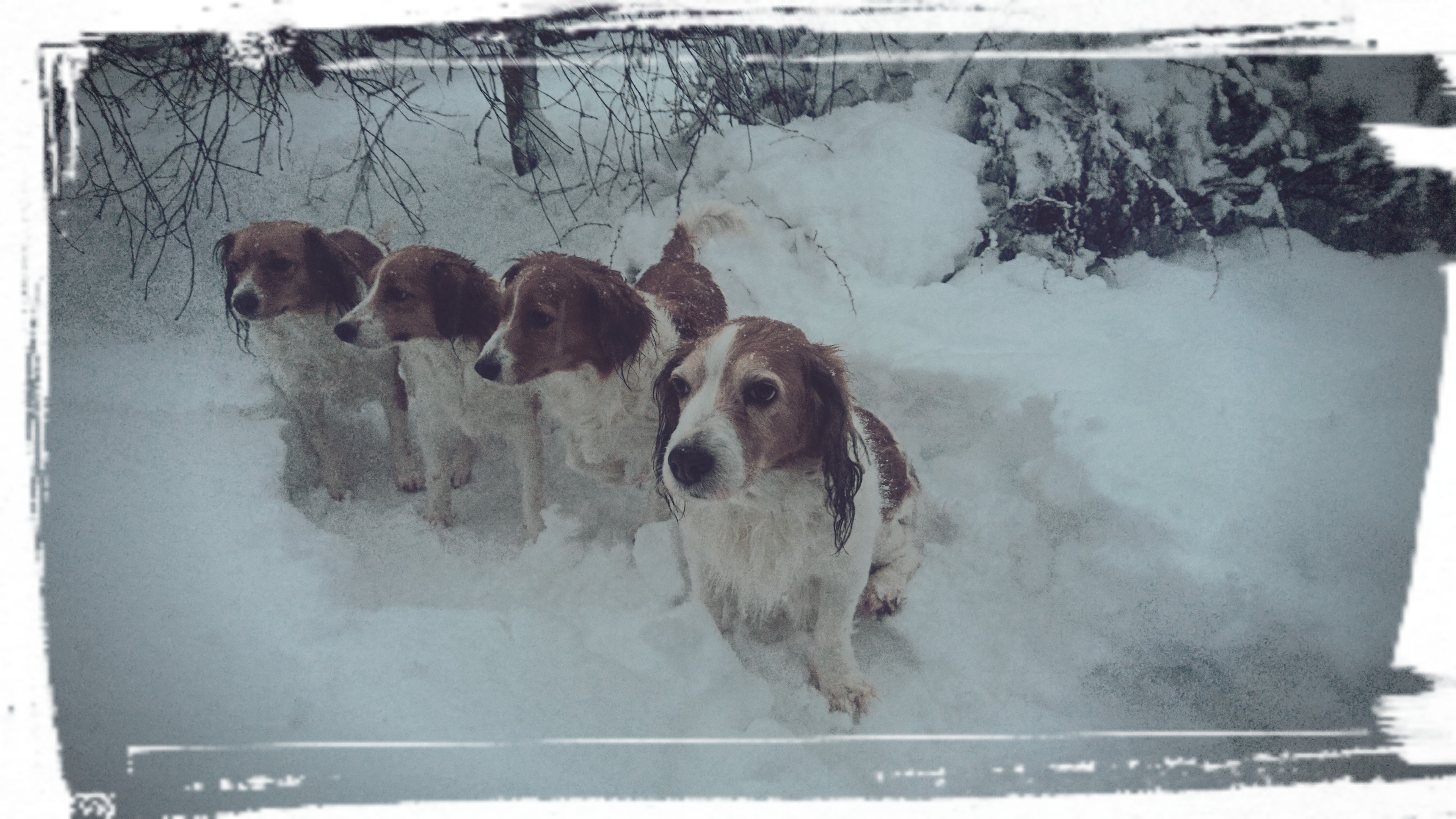 Kooikerhondje